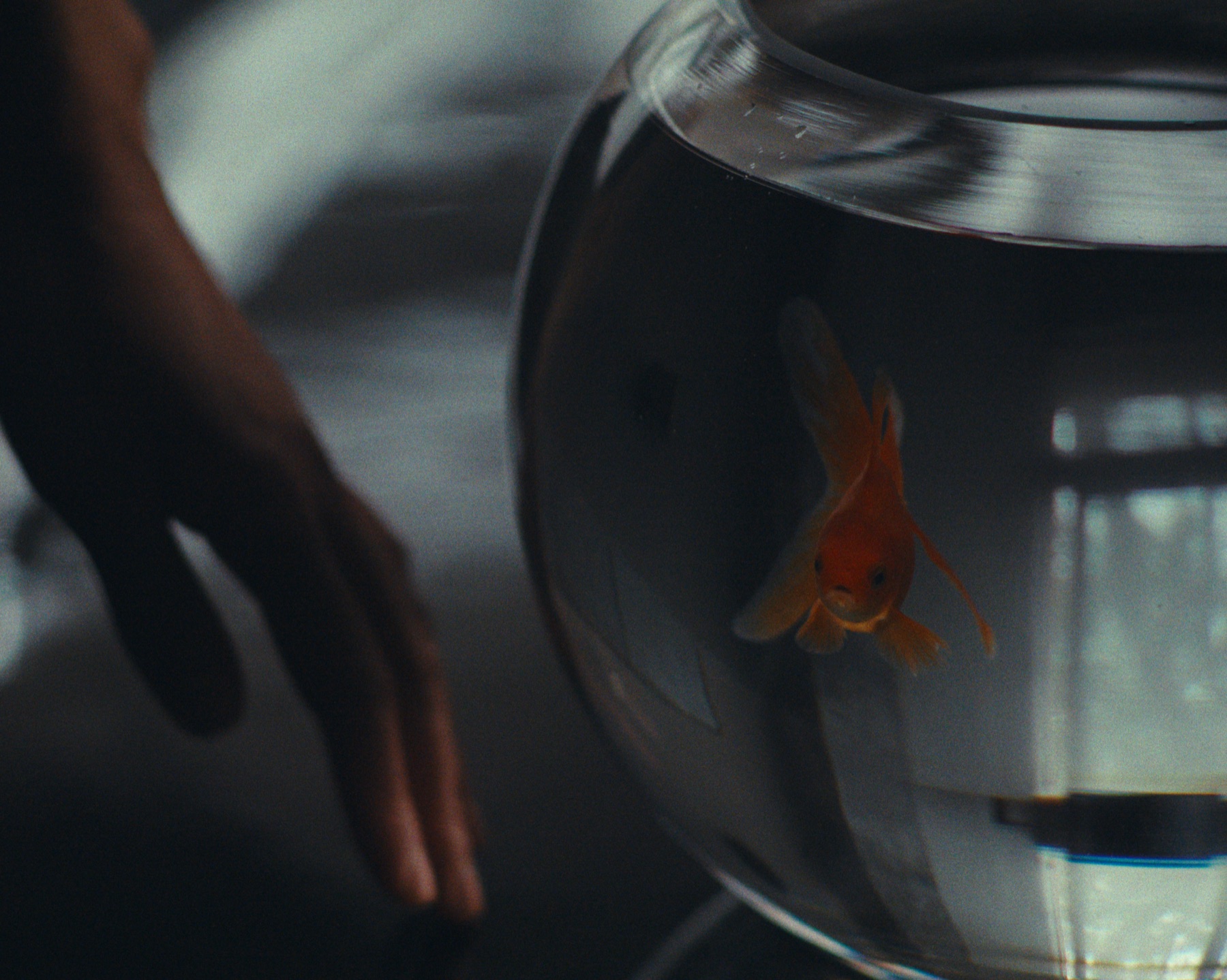 Goldfish detail from the Jil Sander Lunar New Year campaign